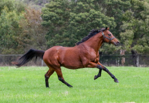 Cape Of Good Hope_19-04-2024_GEN_Bombora Downs__1567
